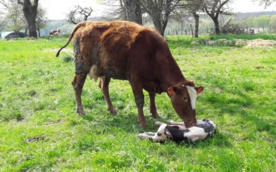 Oh la vache : À vélo tout est plus beau !